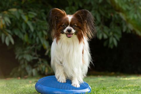 パピヨン の散歩がワンちゃんと飼い主さんに与える4つのメリット