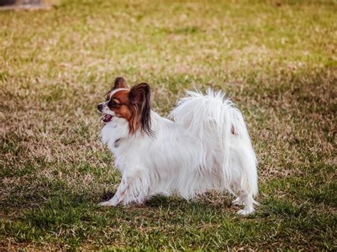 パピヨン トリミング完全ガイド: 美しく健康的な愛犬に仕上げる秘訣