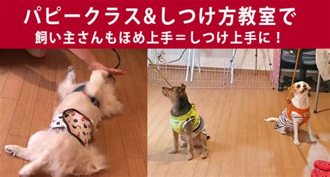 パピーちゃんのしつけに役立つヒントとテクニック