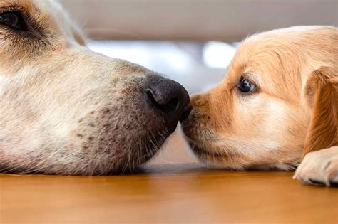 パピーとは: 子犬との出会いから育て方まで徹底解説