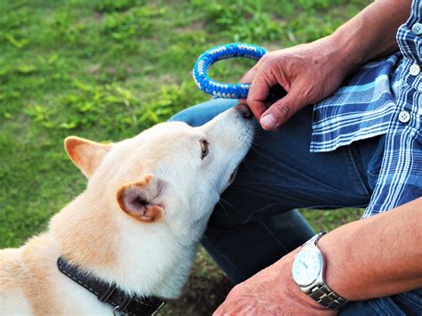 パピーを知ることで幸せな犬との生活をスタートさせよう