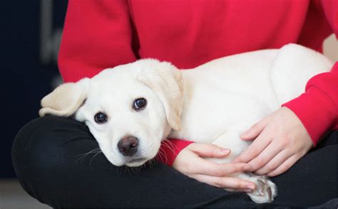 パピーウォーカー: 愛らしい子犬と過ごすやりがいのあるボランティア