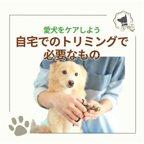 パピートレーニング: 愛犬との絆を深め、幸せな生活を送るための包括ガイド