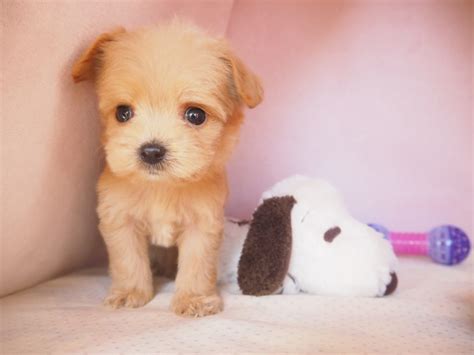 パピーハウス岡山: 子犬を幸せな家族の一員にするための総合ガイド