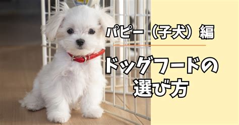 パピーフードの選び方と与え方