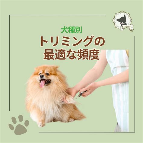 パピー トレーニング：愛犬との絆を深めるためのガイド