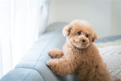 パピー ハーネスで愛犬との絆を深めよう！