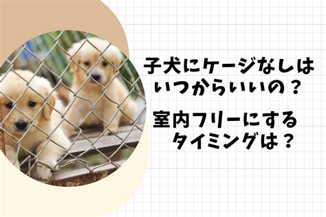 パピー 子犬を迎えるための完全ガイド