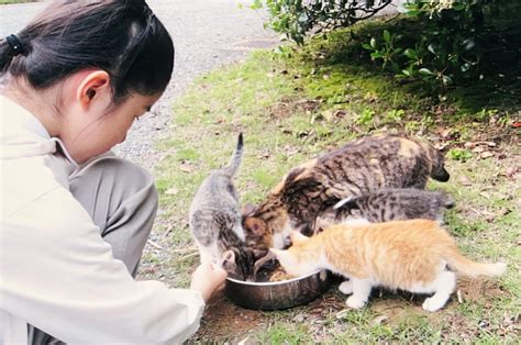 パル動物病院 広島：あなたの大切な家族のための包括的な獣医療