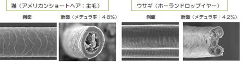 ヒトとネコの毛の構造の比較