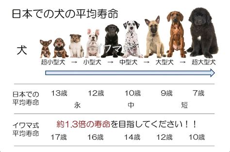 ヒルズの犬: 健康的な食事で長生きするパートナー