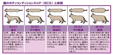 ヒルズ ダイエット 猫: 肥満猫の健康改善のための包括ガイド