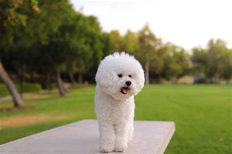 ビションフリーゼとボロニーズ：ふわふわの愛らしいコンパニオン 犬