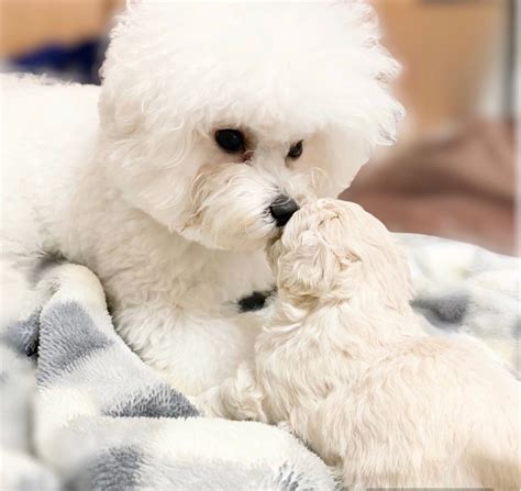 ビションフリーゼ成犬の飼育ガイド：健康で幸せなコンパニオンのための徹底解説