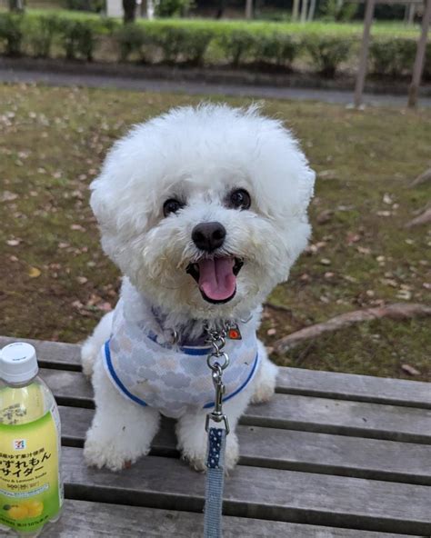 ビション・フリーゼあるある：愛犬との楽しい共生ライフ