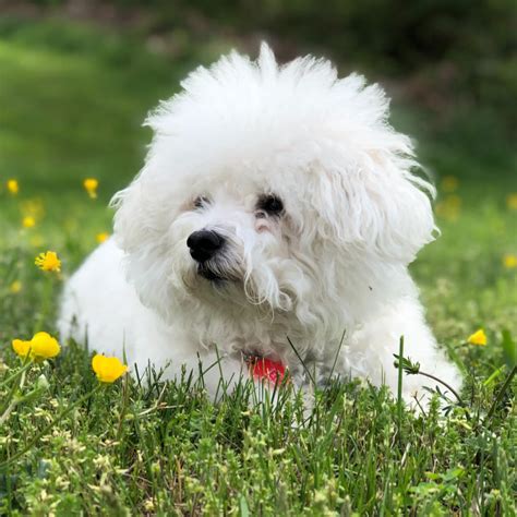 ビション・フリーゼの性格：愛らしいコンパニオン犬のすべて