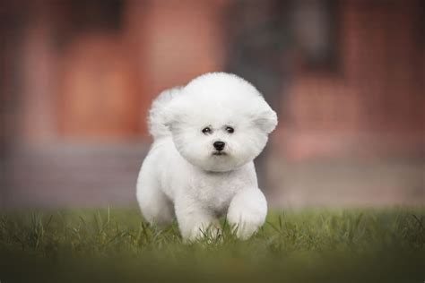 ビション・フリーゼ子犬の飼い方大全：知っておきたいことすべて