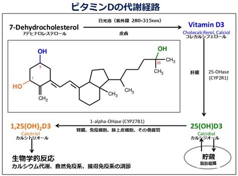 ビタミンDの合成: