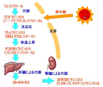 ビタミンDの合成：