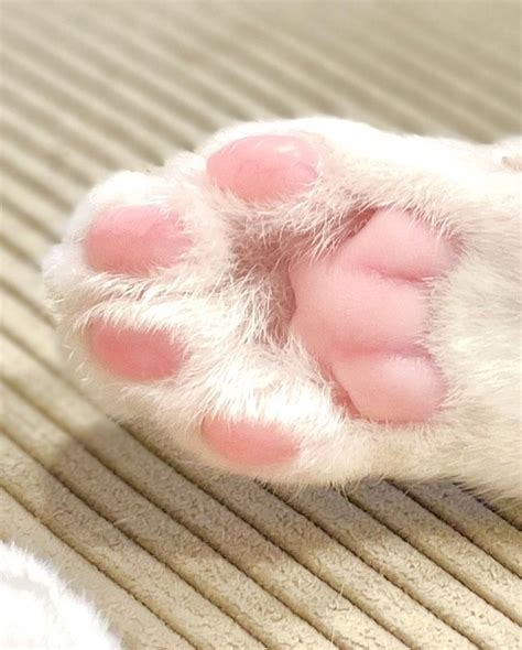 ピンク色の猫：魅力的なコンパニオンに関する包括ガイド