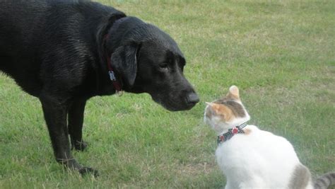 ファブリーズと猫の危険性：愛するペットを守るために知っておくべきこと