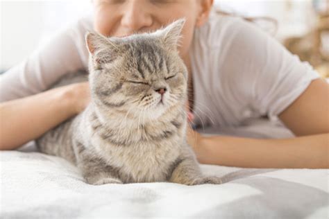 ファブリーズによる猫の健康への影響