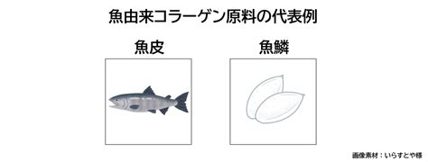 フィッシュコラーゲンのおすすめと選び方、効果と安全性