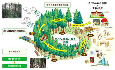 フォレスト・ジャン：森林資源の持続可能な管理における革新