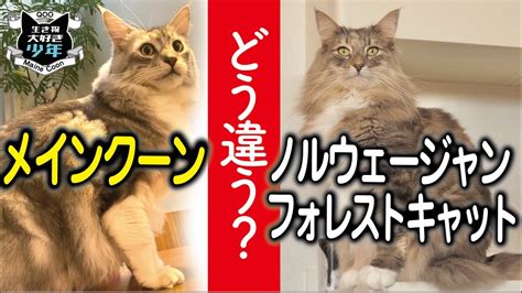 フォレスト ジャン キャット：森の幽霊、謎めいた生き物