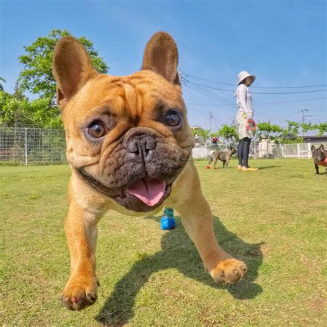 フォーン・フレブル：愛らしいコンパニオンで献身的な家族の一員