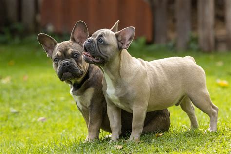 フレンチブルドッグ: 愛らしいコンパニオン犬のすべて