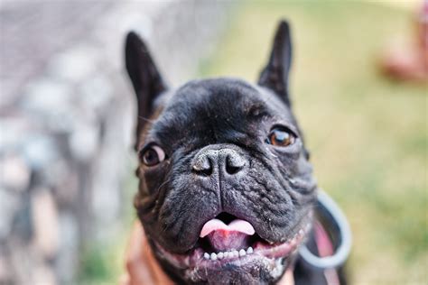 フレンチブルドッグって飼いやすいの？飼育のしやすさ徹底解説