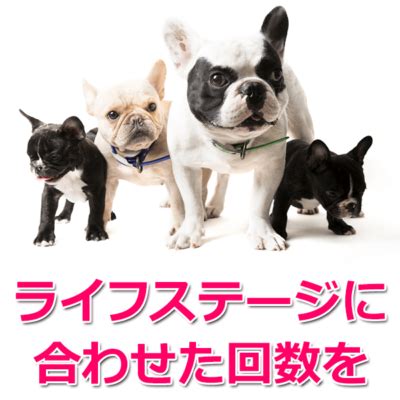 フレンチブルドッグの正しい餌の量―愛犬の健康と幸せのために