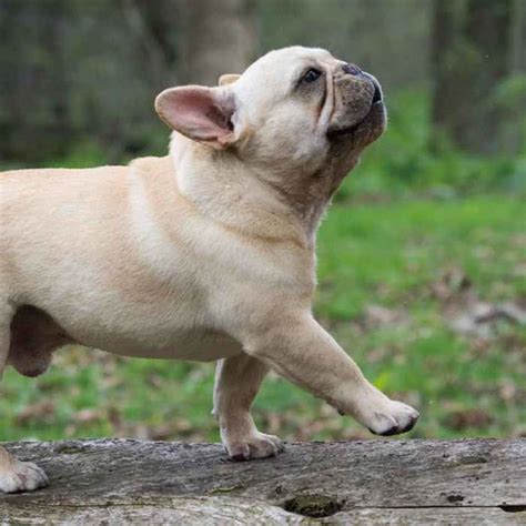 フレンチブルドッグ成犬の完全ガイド