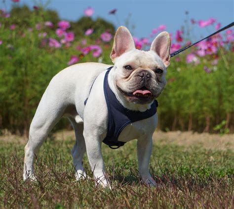 フレンチ ブルドッグ成犬の大きさ：決定要因と成長過程