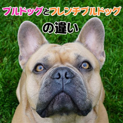 フレンチ ブルドッグ に似 た 犬 種