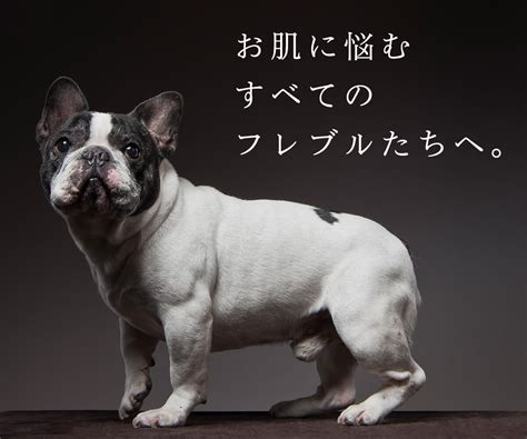 フレンチ ブルドッグ 犬種: 愛くるしい仲間のすべて