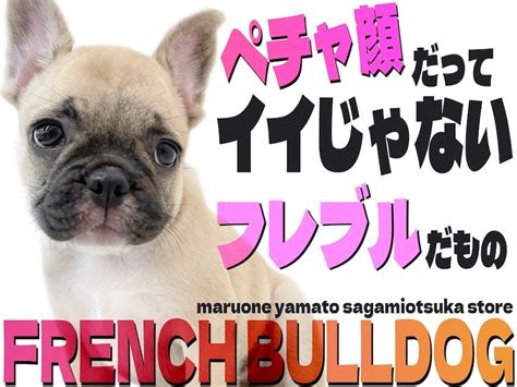 フレンチ ブルドッグ 犬種：愛すべきコンパニオン