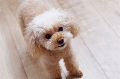 フローリングが滑りやすい犬に役立つ！徹底解説