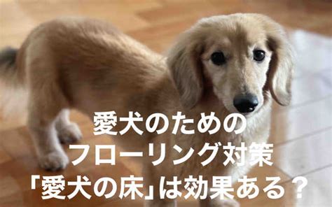 フローリングで愛犬が滑って困っています！自宅でできる対策やグッズ紹介