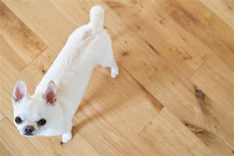 フローリングで愛犬が滑らないようにするための徹底対策