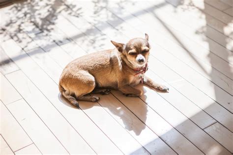 フローリングで愛犬が滑るのを防ぐ完璧ガイド