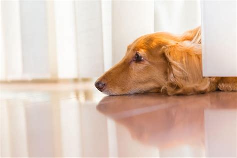 フローリングで犬が滑らないための徹底対策