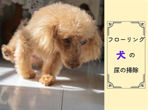 フローリングを犬の尿から衛生的に保つための完全ガイド