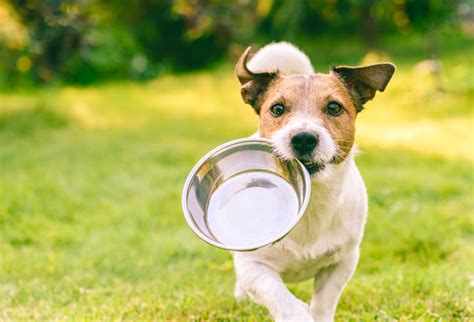 フードボウル 犬 の選び方