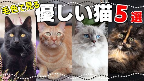 ブラウン タビー猫: 魅力的な毛色と性格