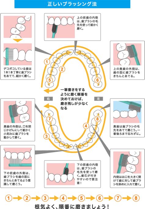 ブラッシングの正しい方法