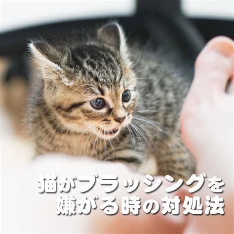 ブラッシングを嫌がる猫と向き合うための完全ガイド