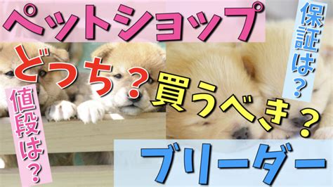 ブリーダーから犬を買うことの主なデメリット