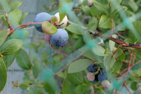 ブルーベリーおやつの世界へようこそ：健康的な甘みと栄養の宝庫